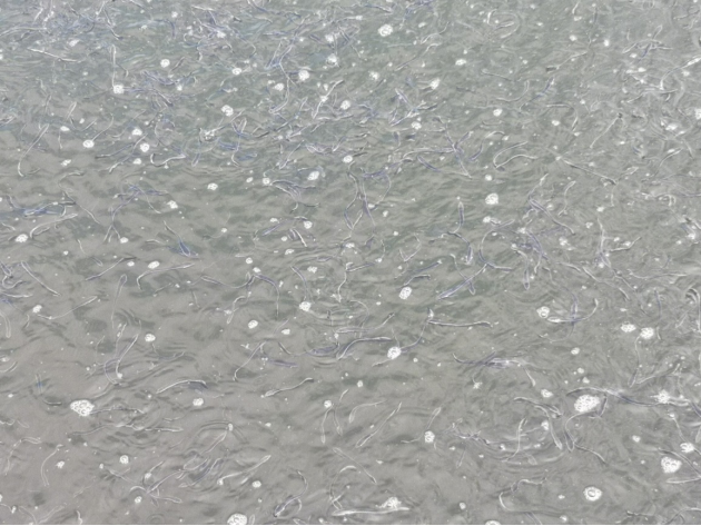 C8C05967FD977F3CA01100F7FD5_70FA55EB_1239DA