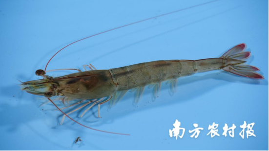 2EE1E24A79E2A4823E675B75915_2AF10506_2B404 2EE1E24A79E2A4823E675B75915_2AF10506_2B404