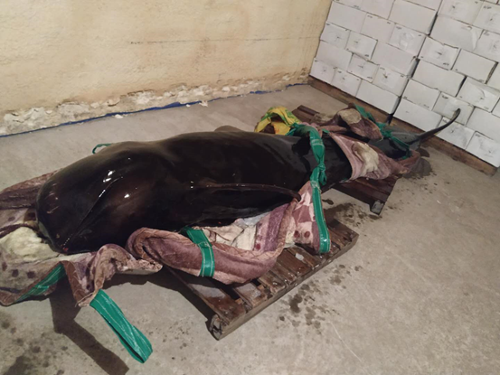 1559784904135485.png cd256c39f80ecced2819d5bf14f9f95.png