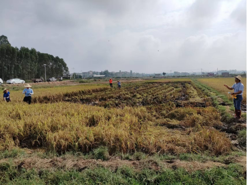 ��ҳ|�Ϲ�NG28��������Ʒ��ʵ������